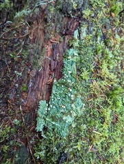 Icmadophila ericetorum