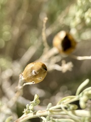 Rhopalomyia obovata