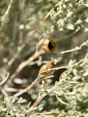 Rhopalomyia obovata