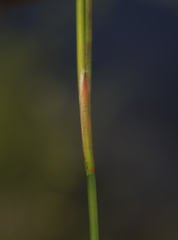 Juncus brachycephalus