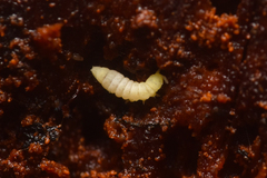 Onychiurinae