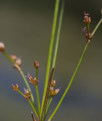 Juncus brachycephalus