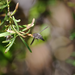 Hirmoneuropsis strobelii - Photo 由 orlandomontes 所上傳的 (c) orlandomontes，保留部份權利CC BY-NC