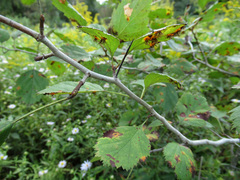 Crataegus