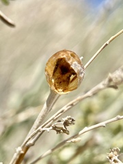 Rhopalomyia obovata