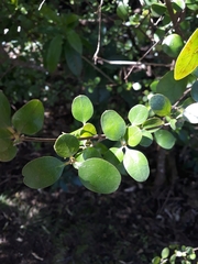 Coprosma