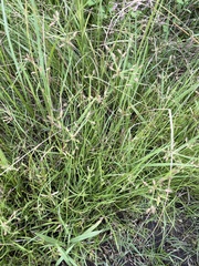 Fimbristylis dichotoma