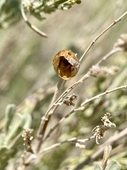 Rhopalomyia obovata