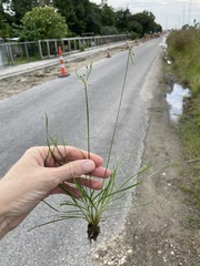 Fimbristylis dichotoma