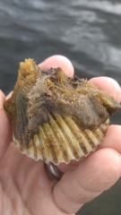 Argopecten irradians