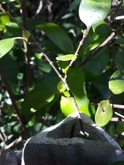 Coprosma