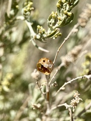 Rhopalomyia obovata