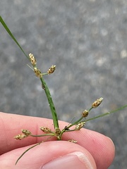 Fimbristylis dichotoma