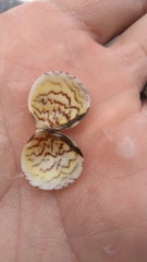 Laevicardium mortoni