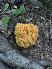 Ramaria rasilispora