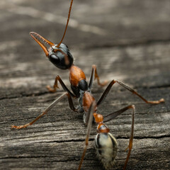Myrmecia nigrocincta