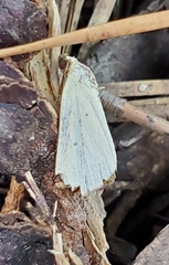 Marimatha nigrofimbria
