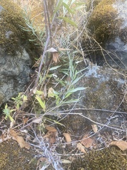 Artemisia douglasiana