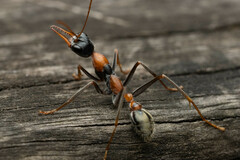Myrmecia nigrocincta