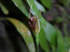 Pterostylis erecta