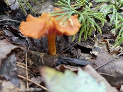 Hygrocybe cantharellus