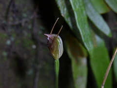 Pterostylis erecta