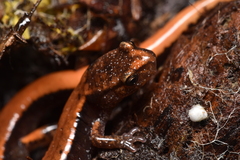 Plethodon vehiculum