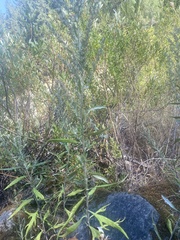 Artemisia douglasiana