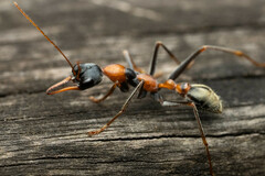 Myrmecia nigrocincta