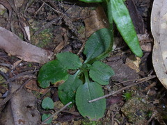 Pterostylis erecta