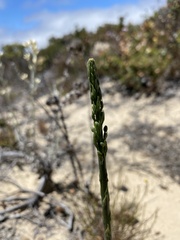 Piperia