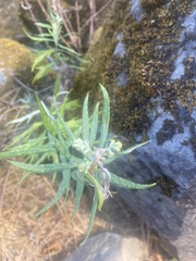 Artemisia douglasiana