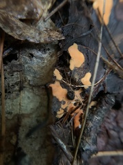 Aleurodiscus amorphus