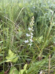 Spiranthes cernua
