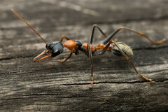 Myrmecia nigrocincta