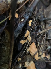 Aleurodiscus amorphus