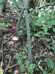 Acanthocereus oaxacensis