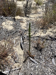 Piperia