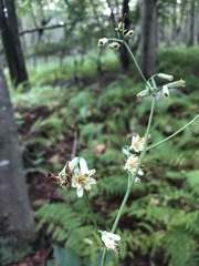 Nabalus trifoliolatus