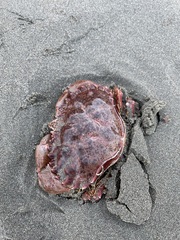 Romaleon antennarium