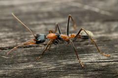 Myrmecia nigrocincta