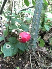 Acanthocereus oaxacensis