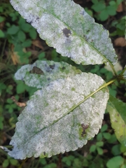 Neoerysiphe galeopsidis
