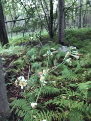 Nabalus trifoliolatus