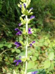 Salvia mexicana