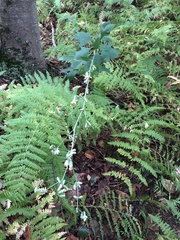 Nabalus trifoliolatus