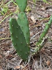 Opuntia mesacantha