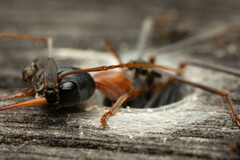 Myrmecia nigrocincta