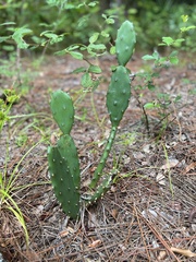 Opuntia mesacantha