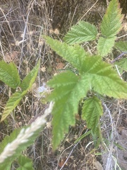Rubus ursinus